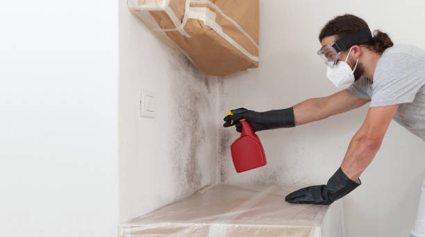 Professional Basement Mold Removal technician working in Jarratt, VA