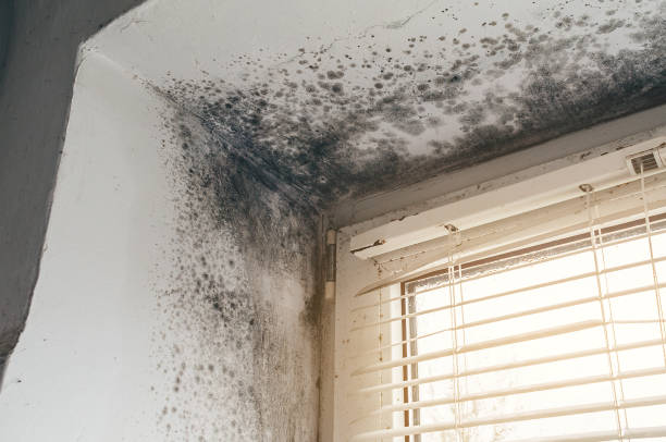 Affordable Basement Mold Removal solutions in Jarratt, VA